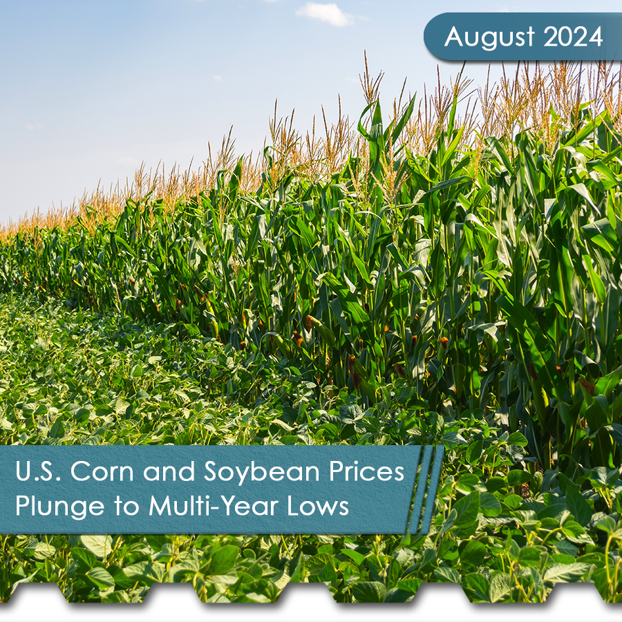 Corn and Soybean Square - The Chemical Company